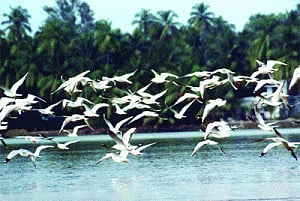Ecological plunder leads to decline in migratory birds