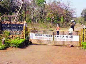 Environment Min okays ESZ around Tadoba-Andhari Tiger Reserve