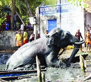 Elephant dies after falling into marsh