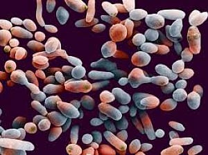 Deceptive protein helping bacteria dodge immune system found