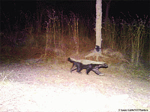 Rare honey badger found in Karnataka