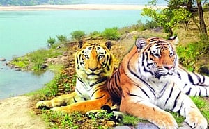 Shrinking Satkosia reserve area sparks row