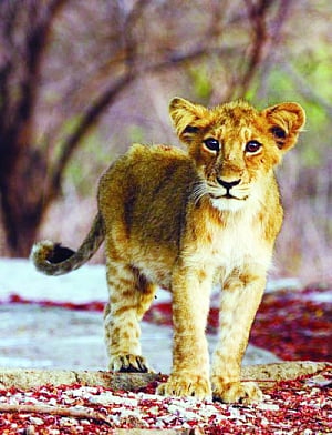 Killer railway tracks taking toll on Gir 'pride'