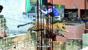 leopard 'imposes' curfew in Meerut
