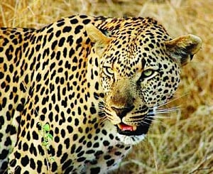 UP's west turns wild as leopard, tiger on prowl