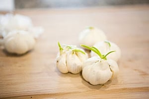 Eat sprouting garlic for more heart-healthy antioxidants
