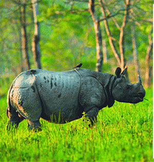 Rhino death, jumbo killings spark protests in Assam