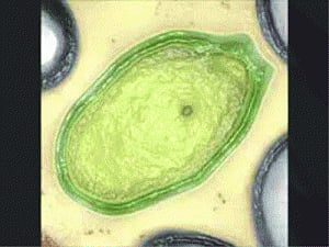 30,000-yr-old giant virus comes back to life in French laboratory
