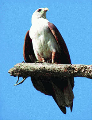 Port work poses threat to winged visitors