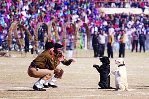 Haute  dogs