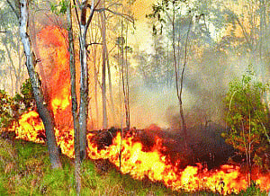 Copters fight against raging fire around Tirumala Hills