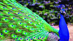 Pak suspends 3 cops after cat kills Premier's peacock