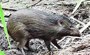 Rare wildlife species still existent in Assam's Manas National Park