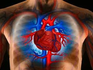 Heart becomes more spherical in space