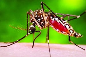 India remains vulnerable to vector-borne diseases