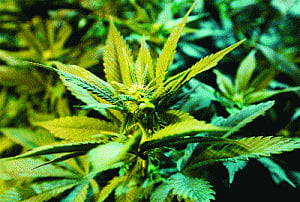 First public weed vending machine debuts in US