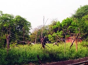 Zoo animals must exercise for food & fitness