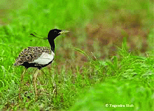 15 avian species in India on the 'edge' of extinction
