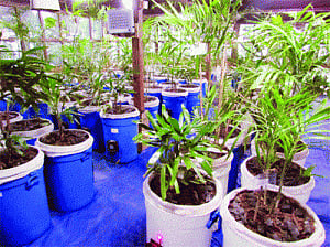 Tales of green cities