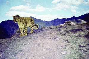 Project Snow leopard gives boost to ladakh ecotourism