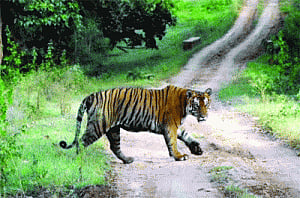 NTCA team assesses Odisha tiger reserves for TCPs
