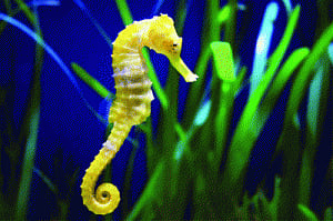 Illegal trade in threatened marine species on rise