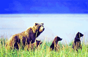 12 Asian countries to form protected areas alliance