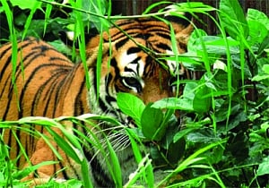 Muzzle on big cat breeding