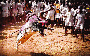 SC bans use of bulls in sports