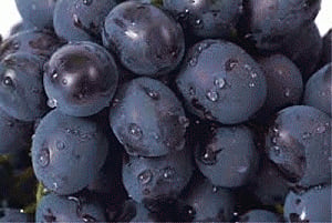 Eating grapes reduces knee pain