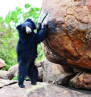 MP wildlife dept no longer 'sloth' to endangered bears!