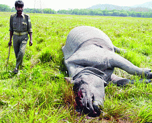 NGO pins hopes on Modi to stop rhino poaching