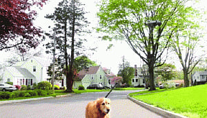 Drones could be dog walkers