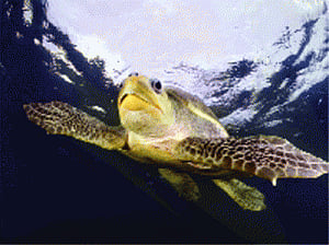 UNDP to sponsor WII studies on turtles