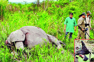 DNA indexing of rhinos to stop poaching in Assam