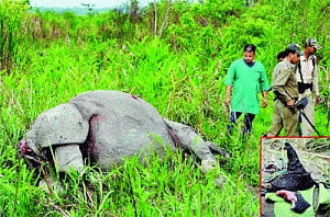 White paper on wildlife in Assam