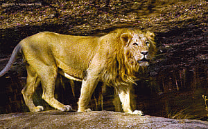 Railway agrees to Gujarat's plan to curb lion deaths
