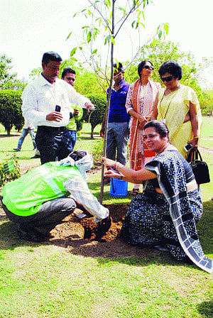 NDMC plants 100 saplings, 250 shrubs