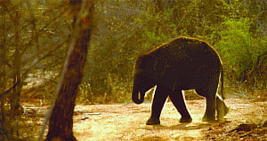 Saravanan doing a Veerappan in K'taka forests