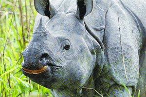 More forces to protect wildlife from poachers in Kaziranga