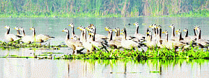 Okhla Bird Sanctuary home truth: Construction beyond 2km OK!
