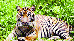 Maharashtra gets  sixth tiger reserve