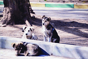 NMC sets out to silence the woof