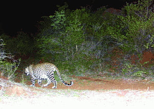 leopards' scare in Chennai suburb