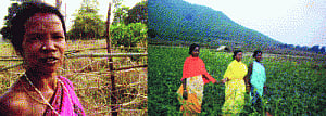 Community farming boon for Odisha tribal women