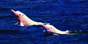 Dams imperil endangered Indus river dolphins
