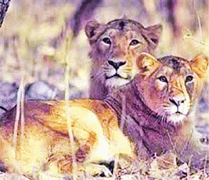 No poaching of Asiatic lions in Gir