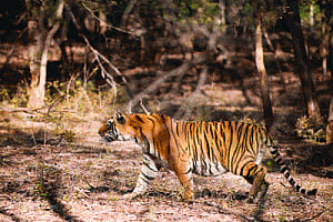 Ranthambore needs to shift some tigers soon