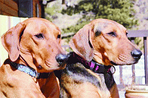 Owning a dog can make you feel 10 years younger