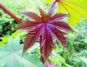 Wonder plant